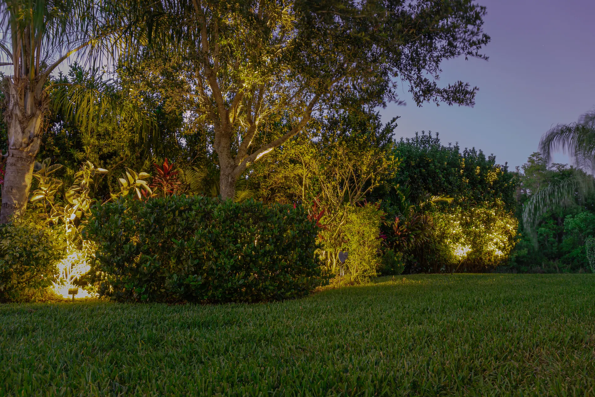 Dusk yard, warm uplit trees and shrubs, purple sky, lush tropical