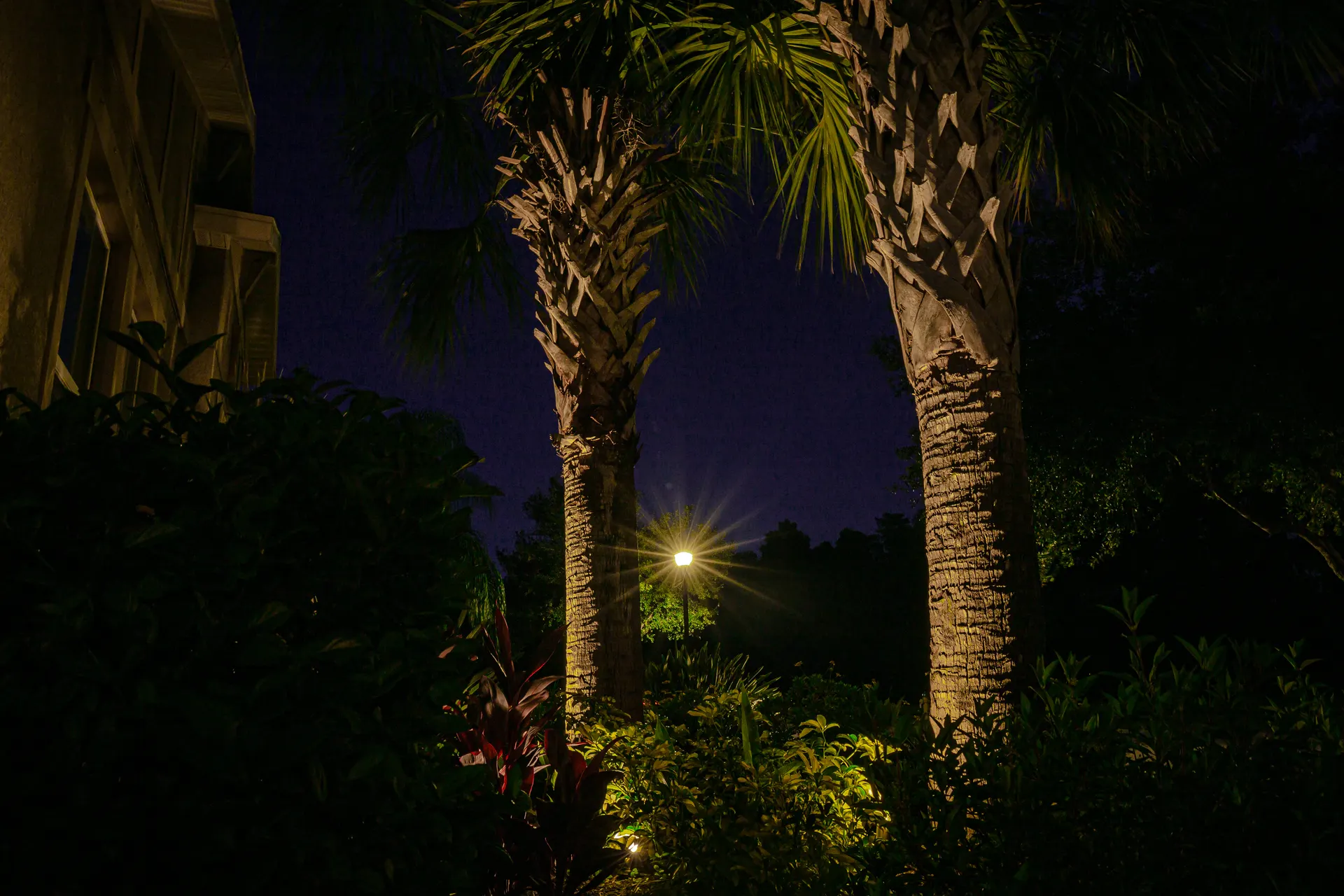 Night uplit palm trunks with distant glowing light, moody tropical scene