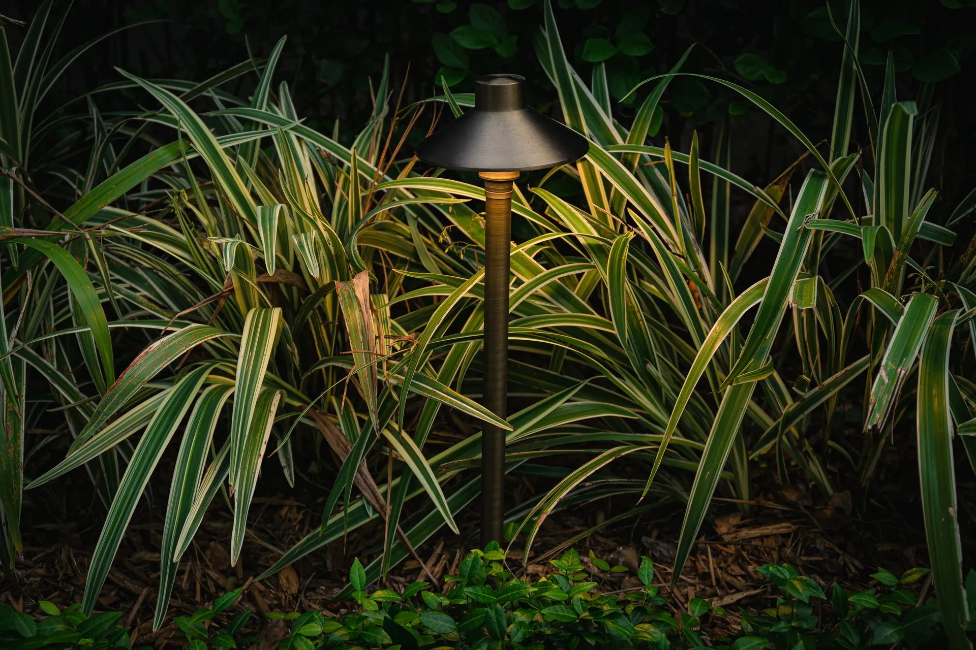 Ornamental tree uplit beside a lit garden path at night